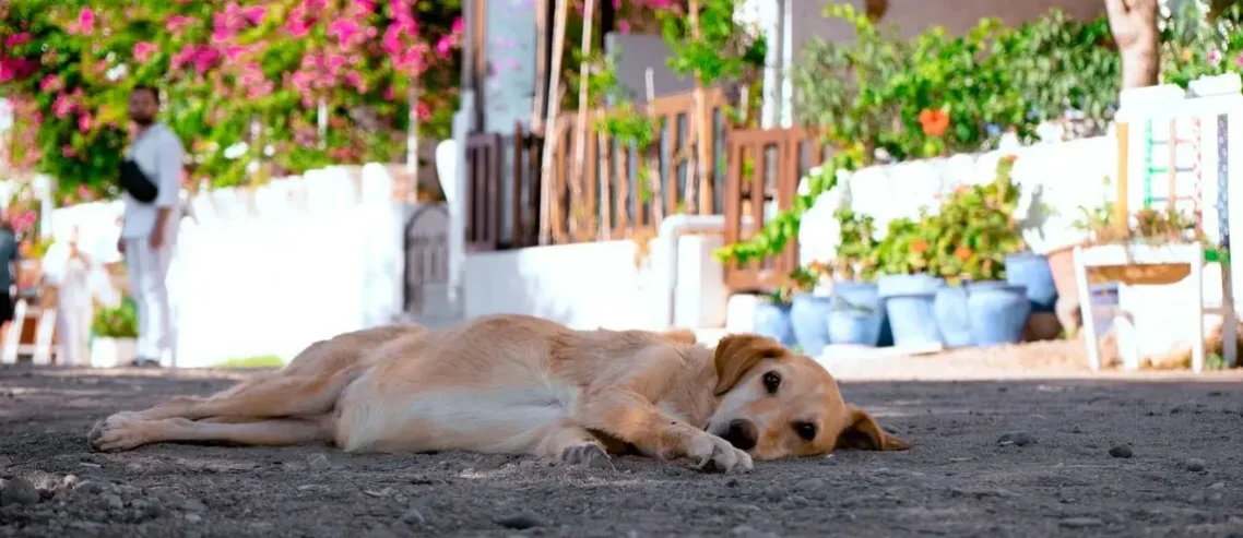 Heatwaves striking Mexico